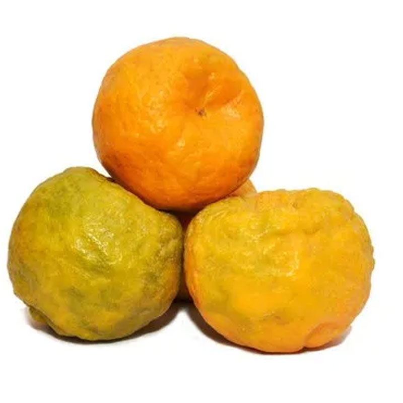 Orange / কমলা লেবু / संतरा / सुन्तला (Maharastra) - Per Dozen