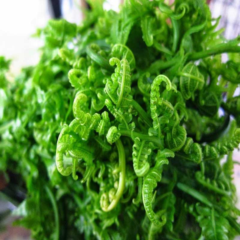 Fiddlehead fern / ঢেকি শাক / नियुरो - 3 Bundles (About 100 - 150 gram each)
