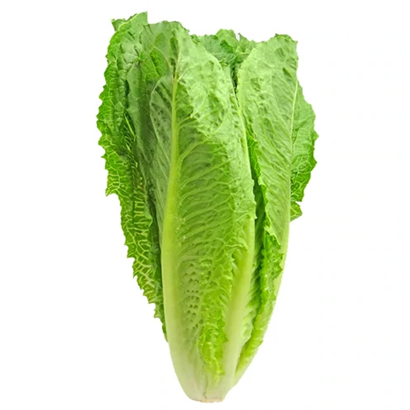 Lettuce / লেটুস / लेटिस per piece - 900 gram to 1100 gram size Approx