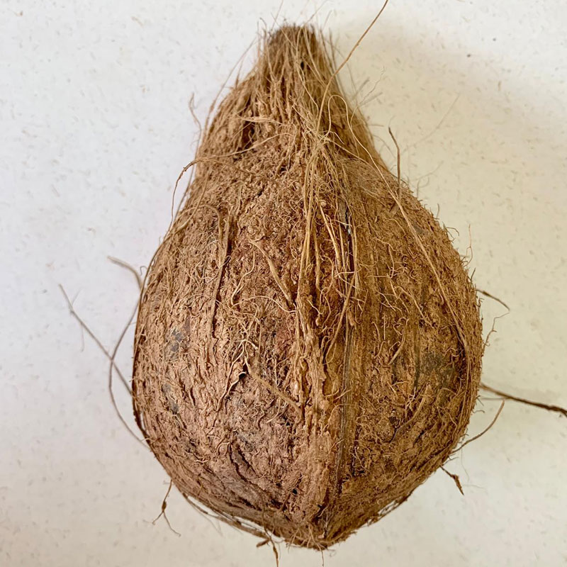 Coconut Matured / নারকেল / नारियल - 1 Piece - Medium size