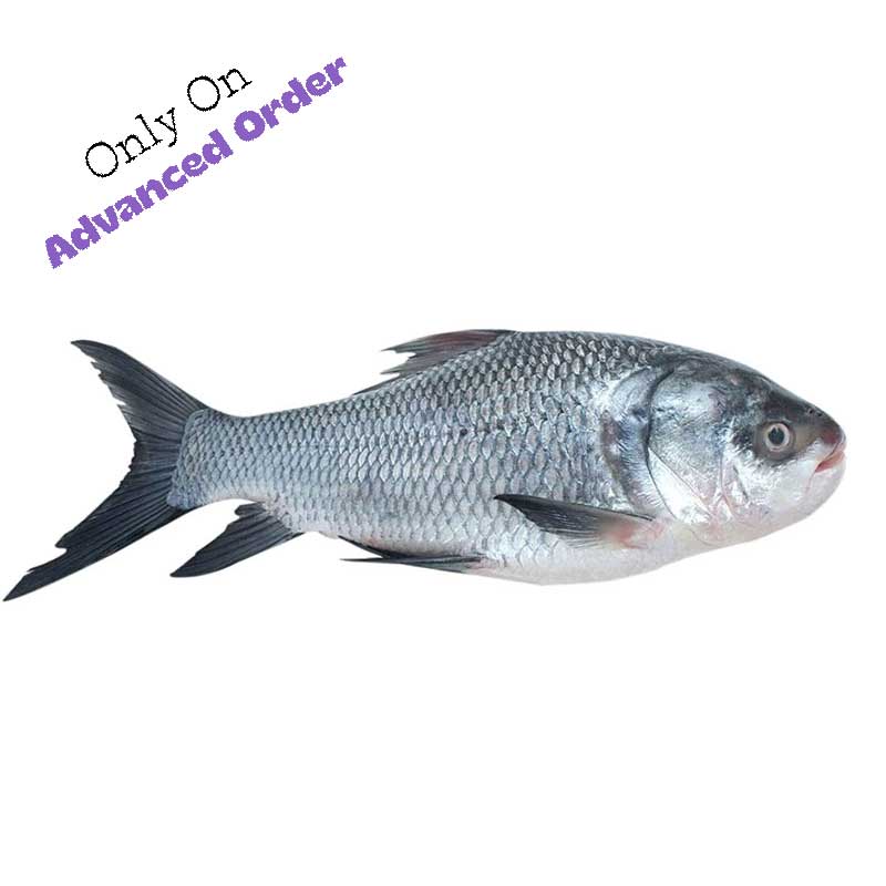 Catla (live) জ্যান্ত কাতল - 900 gram to 1100 gram size Approx